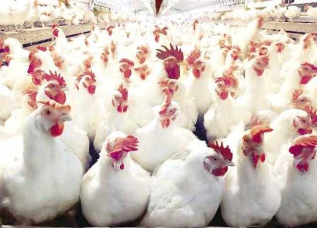 الثبات يخيم على أسعار الدواجن اليوم للمستهلك