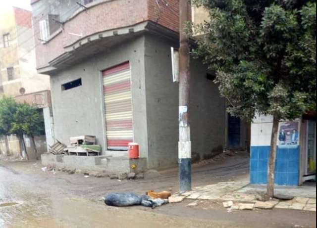 نفوق حيوانات بالصعق الكهربي
