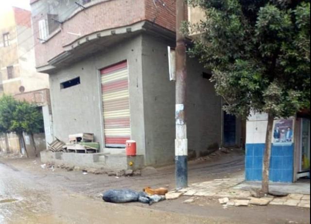 بعد نفوق حيوانات صعقًا.. أهالي شبرا بخوم يستغيثون.. ومسئول يؤكد: «عامود الكهرباء بريء» - صور