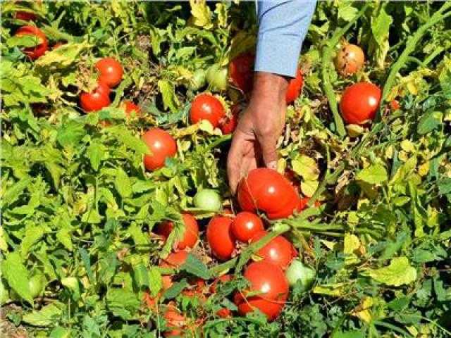 برخص التراب..انخفاض أسعار الطماطم يكبد الفلاحين خسائر جديدة |الكيلو بـ 1.5 جنيه