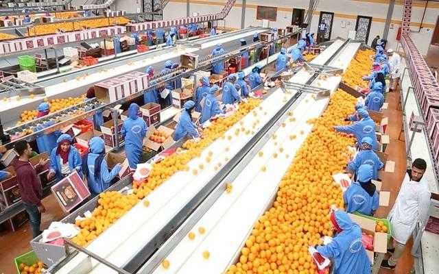 لأول مرة في تاريخها.. الصادرات الزراعية المصرية تتجاوز 5.6 مليون طن