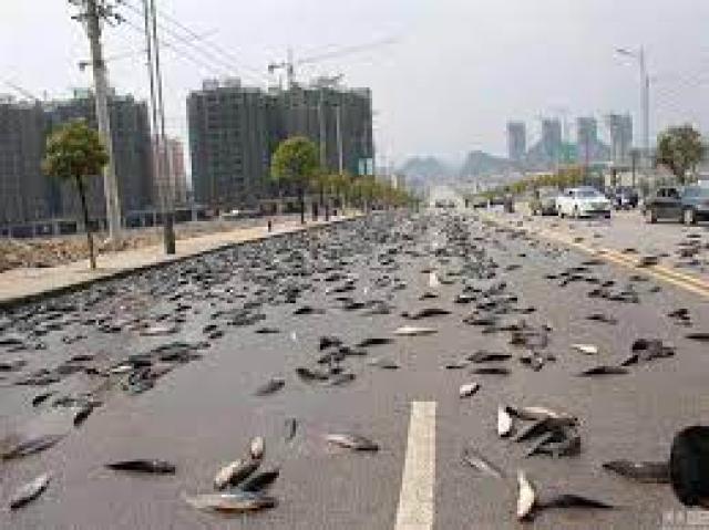 صورة من الواقعة