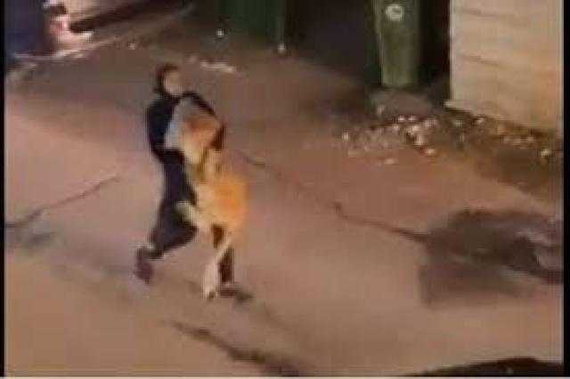 هجمات متوالية بين أسد وفتاة تنتهي بفوز الأخيرة (فيديو)