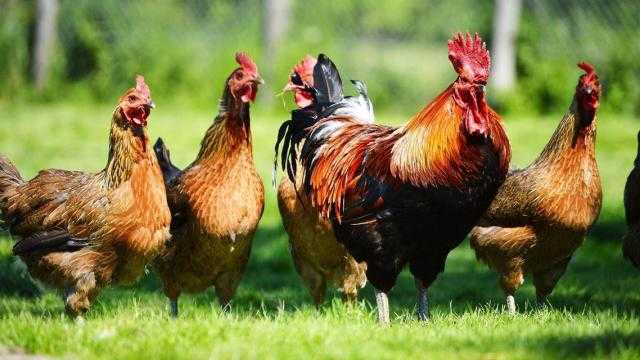 أسعار الدواجن اليوم الثلاثاء 4-1-2022