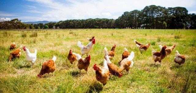 سعر الدواجن اليوم بالمزرعة