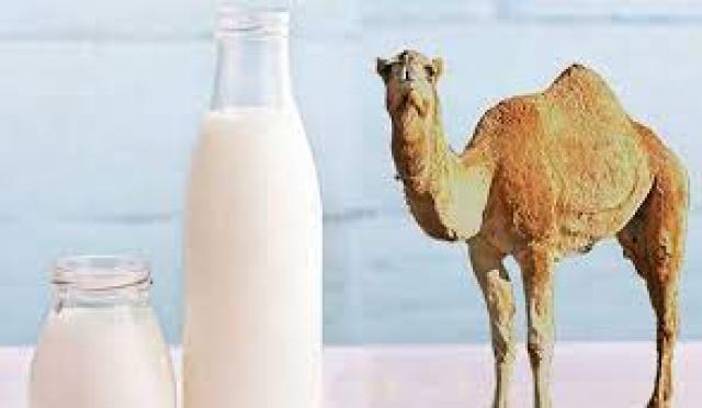 لبن الجمل