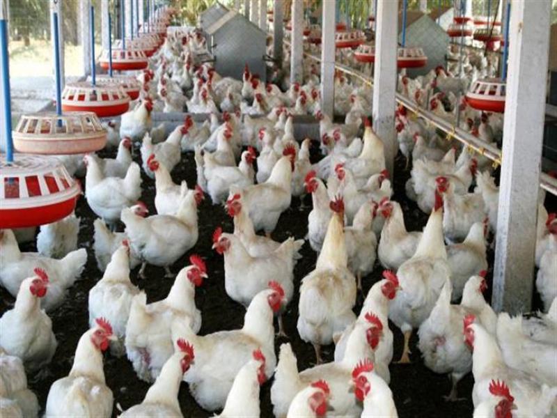 سعر الفراخ البيضاء اليوم الجمعة