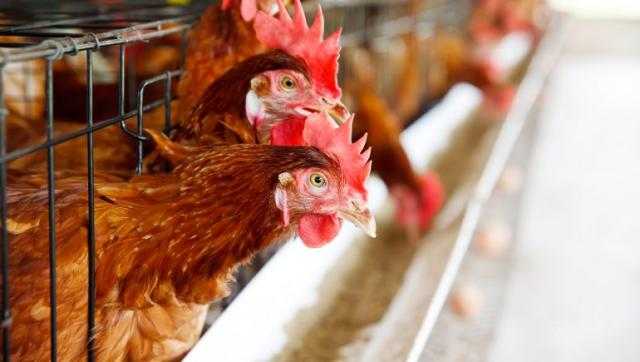 تباين في أسعار الدواجن اليوم للمستهلك