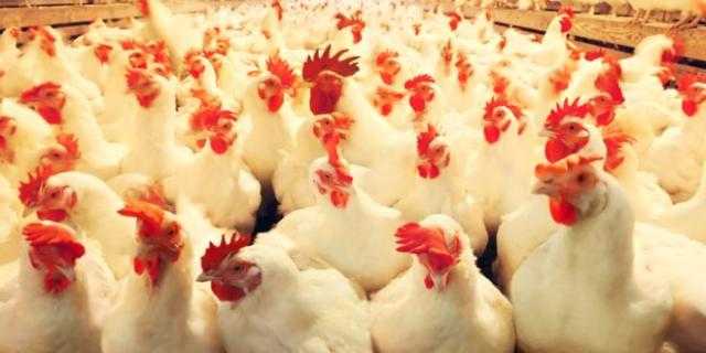 الدواجن تستقر للمستهلك