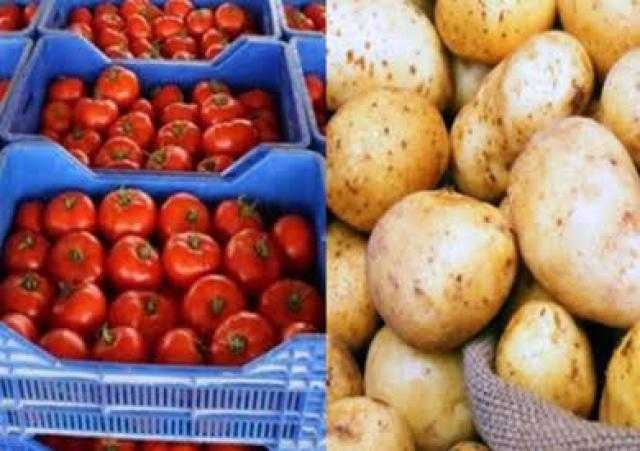 استخراج تراخيص لإنتاج شتلات الخضر.. ماهي أهم خدمات الإدارة المركزية للبساتين