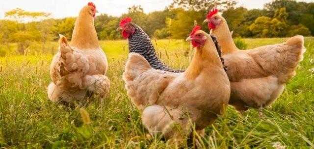 أسعار الدواجن اليوم بالمزرعة