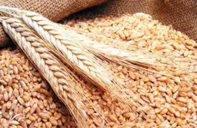 نقيب الفلاحين يٌحذر مزارعي القمح من «جراثيم الصدأ»