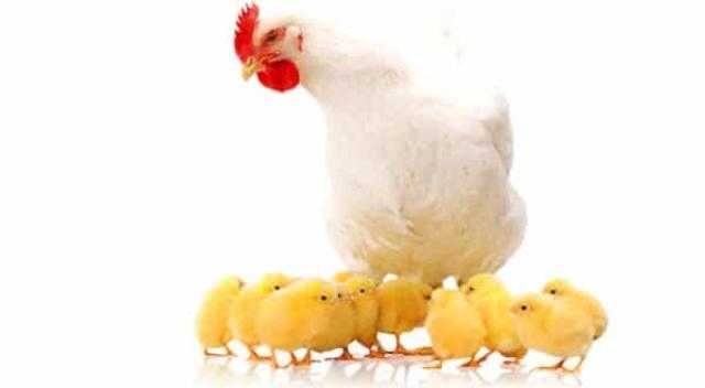 الدواجن تستقر اليوم للمستهلك