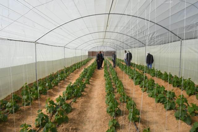 مشروعات الأمن الغذائي بمنطقة المعنا بمدينة قنا