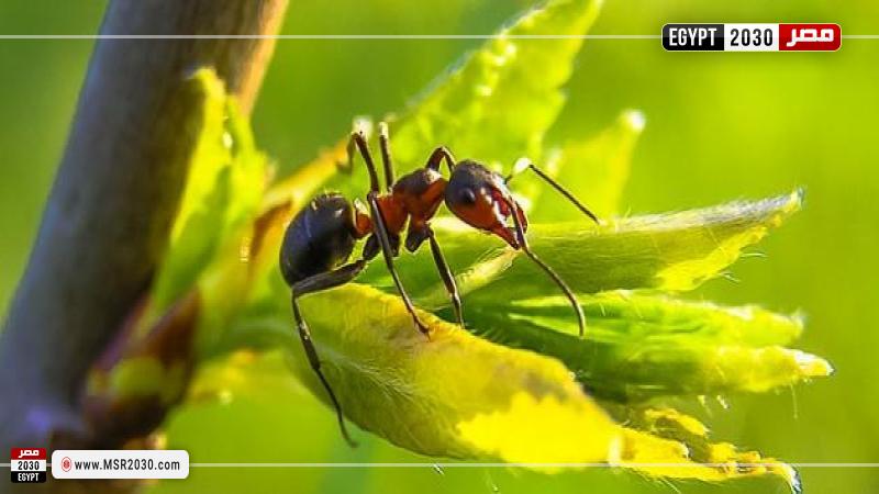 نملة تقف على زهرة