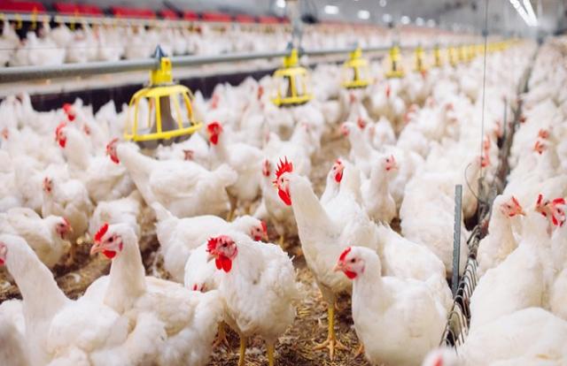 أسعار الدواجن تتباين اليوم بالمزرعة