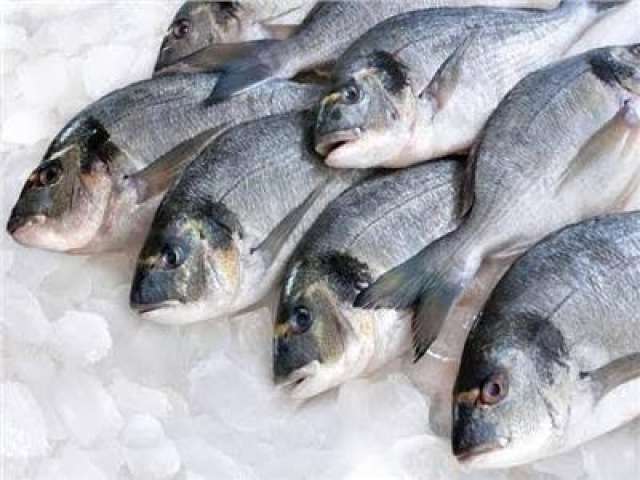الأسماك 