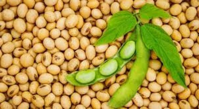 بسبب قلة مساحات فول الصويا.. الفلاحين: نستورد 98% من احتياجاتنا من الزيوت