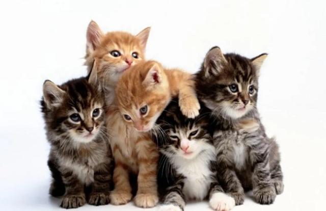 زوج يشتكي: «مراتي عايزة تقتل القطط».. وداعية إسلامي يرد  (فيديو)