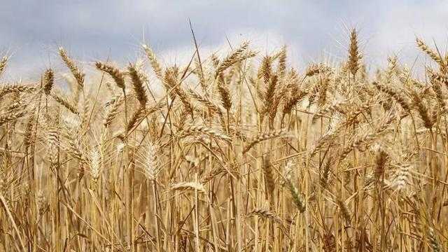 نقيب الزراعيين: مصر حريصة على توفير الأمن الغذائي وتنوع مصادر واردات القمح