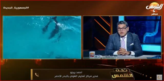 شاهد.. تفاصيل ظهور حيتان في مياه البحر الأحمر وانبهار السياح بها