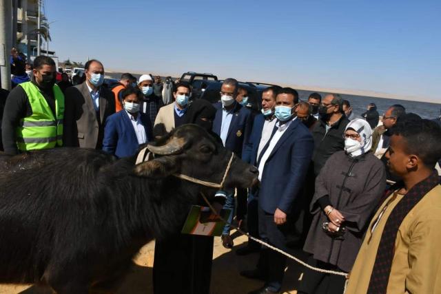 محافظ الفيوم  يسلم رؤوس ماشية للأولى بالرعاية 
