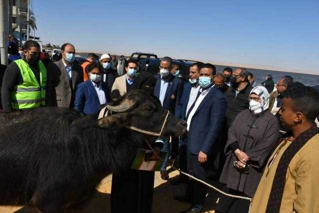 الفيوم تسلم رؤوس ماشية للأولى بالرعاية