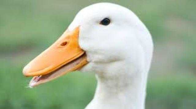 استشاري للسيدات: «الحوادث والانتحار مش حسد أنتي مصابة بمتلازمة البط»