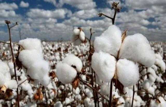 تعرف على خطة الدولة للنهوض بالقطن المصري - فيديو