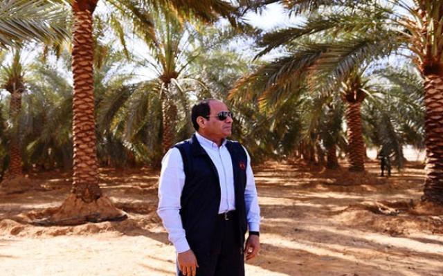 أكبر مزرعة للتمور في العالم