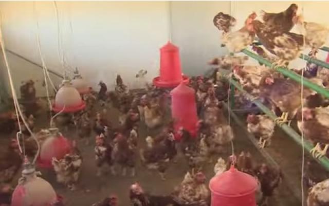 إعدام 3 ملايين طائر.. تفشي جديد لإنفلونزا الطيور بفرنسا «فيديو»