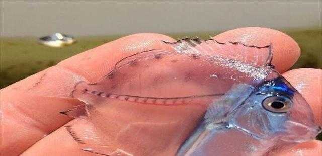 بالفيديو.. معلومات مثيرة عن أول سمكة تسبح بـ «قلب بشري»