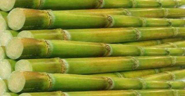 «التموين» توريد 3 ملايين طن قصب سكر حتى الآن