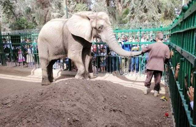 هل سترتفع سعر تذكرة حديقة الحيوانات؟.. رجائي يوضح- فيديو