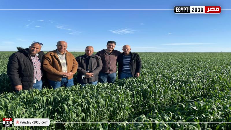 المرور على زراعات القمح