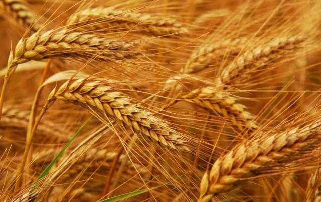 بعد الغزو الروسي لأوكرانيا.. هل تتأثر واردات القمح في مصر؟