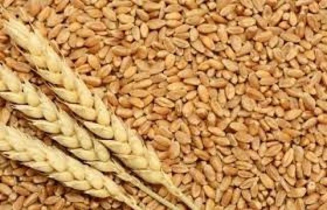هل تؤثر الأزمة الروسية الأوكرانية على رغيف الخبز بمصر ؟ |خاص