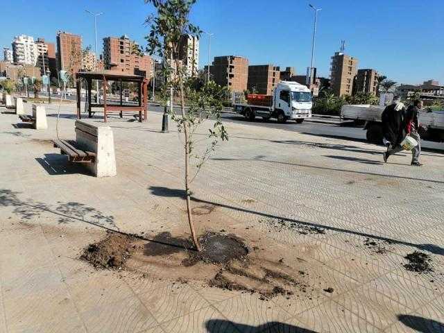 زراعة 2742 شجرة بحي شرق سوهاج ضمن «أحلى وهي خضرة»