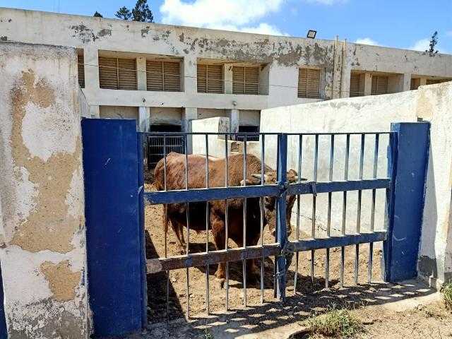 وزير الزراعة يوجه بنشر ثقافة التلقيح الاصطناعي لتنمية الثروة الحيوانية