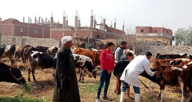«بيطري الشرقية» يحصن 195 ألف و578 رأس ماشية