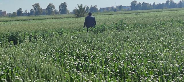 حملات لحماية القمح من الإصابة بالأصداء في كفر الشيخ