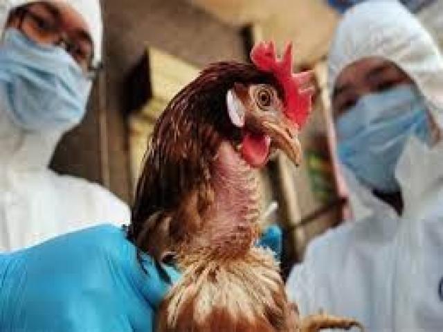 «الزراعة»: ضم 37 منشأة ضمن قائمة المنشآت الخالية من إنفلونزا الطيور