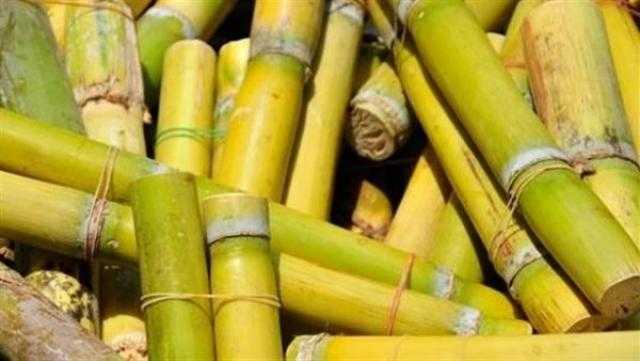 «التموين» : استلام 3 ملايين و970 ألف طن قصب من المزارعين