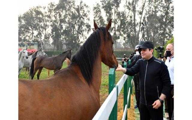 مستجدات تنفيذ مدينة مرابط ومحطة الزهراء للخيول العربية