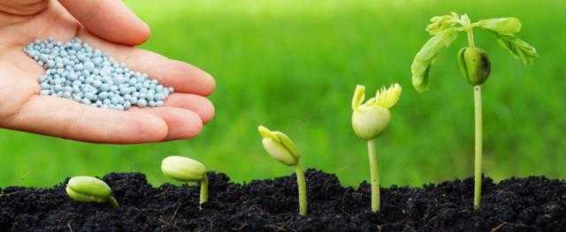 استقرار أسعار الأسمدة محليًا.. وارتفاعها عالميًا اليوم الخميس