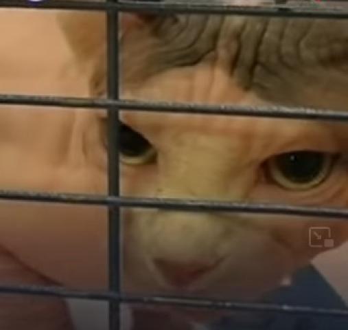 أوروبا تعلن معاقبة القطط الروسية ودعم الأوكرانية ماليًا.. فيديو