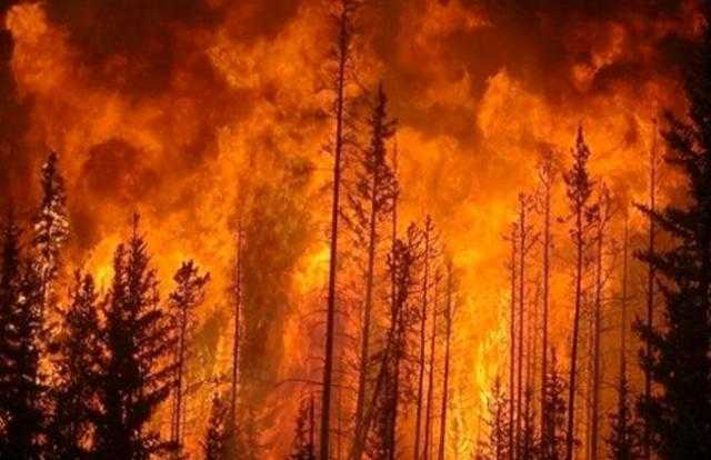 كوريا الجنوبية تطلب إجلاء 6 آلاف شخص من الغابات إثر احتراق 14 ألف فدان
