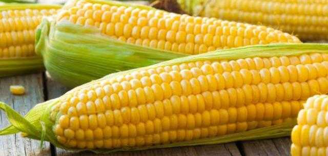 استقرار سعر الذرة اليوم الأحد لدى التجار