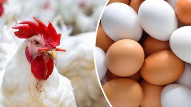 57 جنيهًا للكيلو.. منتجو الدواجن: «ارتفاع جنوني لأسعار الفراخ والبيض»