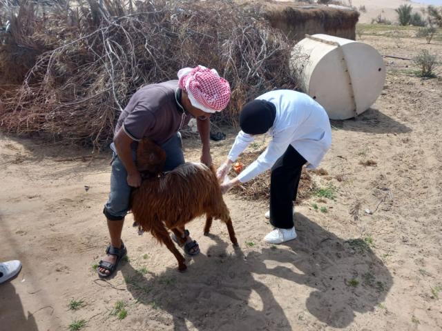 تنمية أبناء سيناء